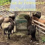 Lejlighed Hof Vierzehnender Im Hohen Venn - 70qm Fachwerk-studio - Grosses Wohn-schlafzimmer Mit Dachterrasse Und Kaminofen - Separate Kueche - Perfekt Fuer Paare - - Eifel - Hunde Willkommen - Islandpferde