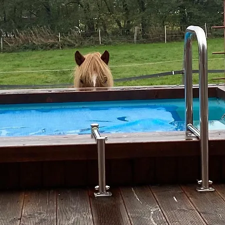 Hof Vierzehnender Im Hohen Venn - 70qm Fachwerk-studio - Grosses Wohn-schlafzimmer Mit Dachterrasse Und Kaminofen - Separate Kueche - Perfekt Fuer Paare - - Eifel - Hunde Willkommen - Islandpferde