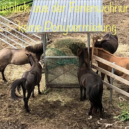 아파트 Hof Vierzehnender Im Hohen Venn - 70qm Fachwerk-studio - Grosses Wohn-schlafzimmer Mit Dachterrasse Und Kaminofen - Separate Kueche - Perfekt Fuer Paare - - Eifel - Hunde Willkommen - Islandpferde