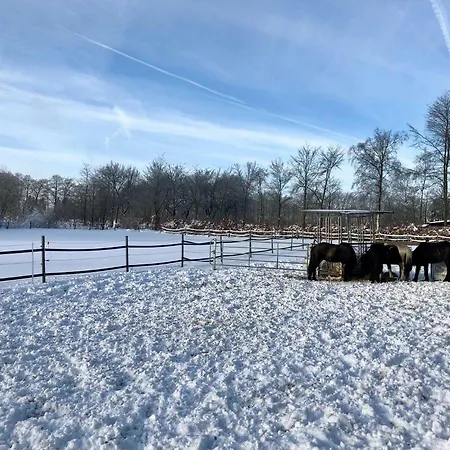 Hof Vierzehnender Im Hohen Venn - 70qm Fachwerk-studio - Grosses Wohn-schlafzimmer Mit Dachterrasse Und Kaminofen - Separate Kueche - Perfekt Fuer Paare - - Eifel - Hunde Willkommen - Islandpferde Apartament