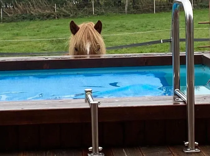 Hof Vierzehnender Im Hohen Venn - 70qm Fachwerk-studio - Grosses Wohn-schlafzimmer Mit Dachterrasse Und Kaminofen - Separate Kueche - Perfekt Fuer Paare - - Eifel - Hunde Willkommen - Islandpferde