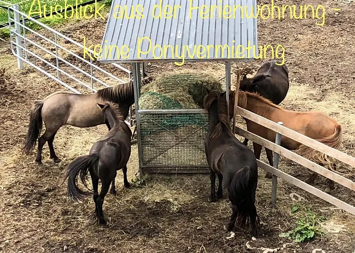 公寓 Hof Vierzehnender Im Hohen Venn - 70qm Fachwerk-studio - Grosses Wohn-schlafzimmer Mit Dachterrasse Und Kaminofen - Separate Kueche - Perfekt Fuer Paare - - Eifel - Hunde Willkommen - Islandpferde