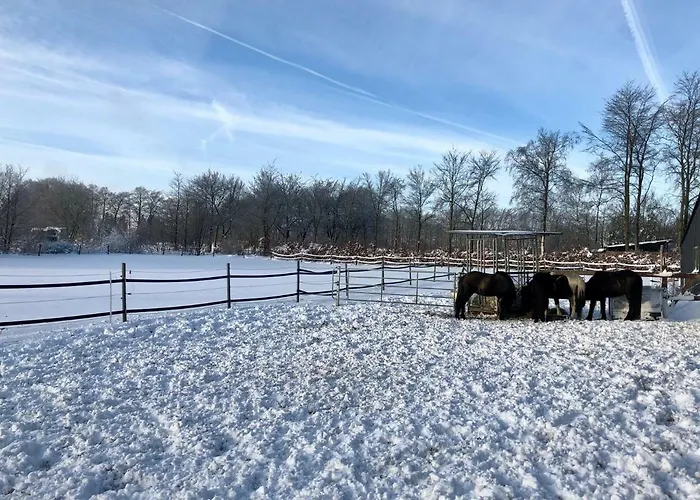Hof Vierzehnender Im Hohen Venn - 70qm Fachwerk-studio - Grosses Wohn-schlafzimmer Mit Dachterrasse Und Kaminofen - Separate Kueche - Perfekt Fuer Paare - - Eifel - Hunde Willkommen - Islandpferde 公寓